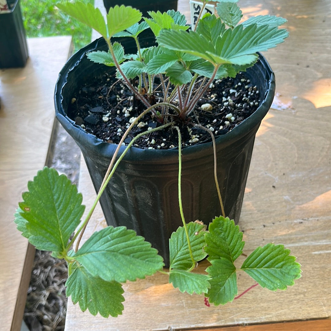 Alpine Strawberry, 1-gal