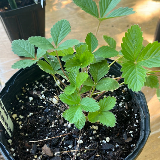 Alpine Strawberry, 1-gal