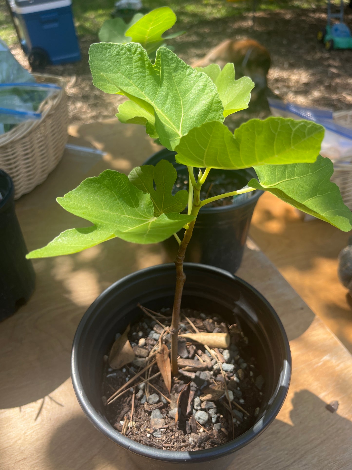 Fig Tree, 1 gal