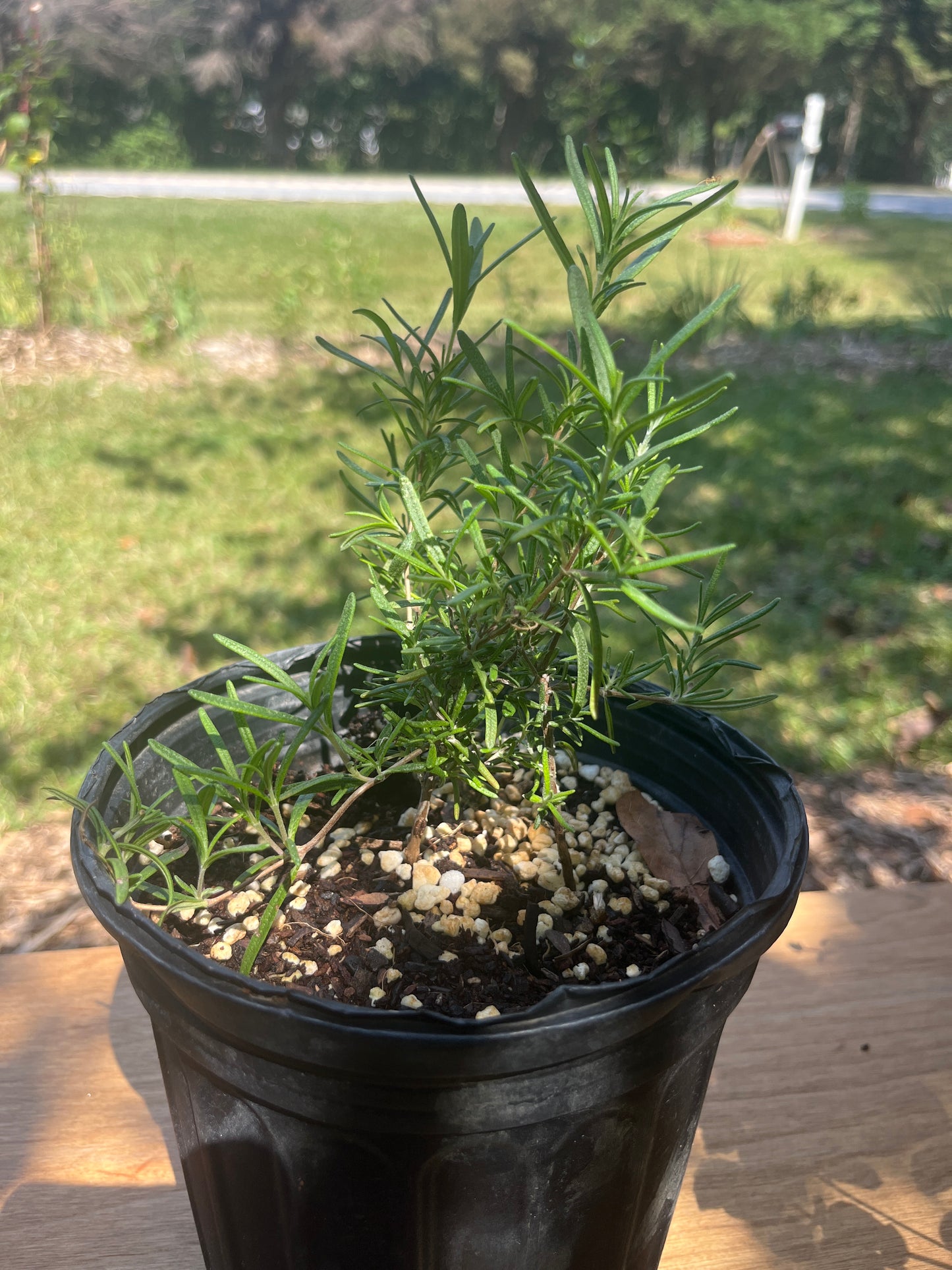 Rosemary, 1 gal