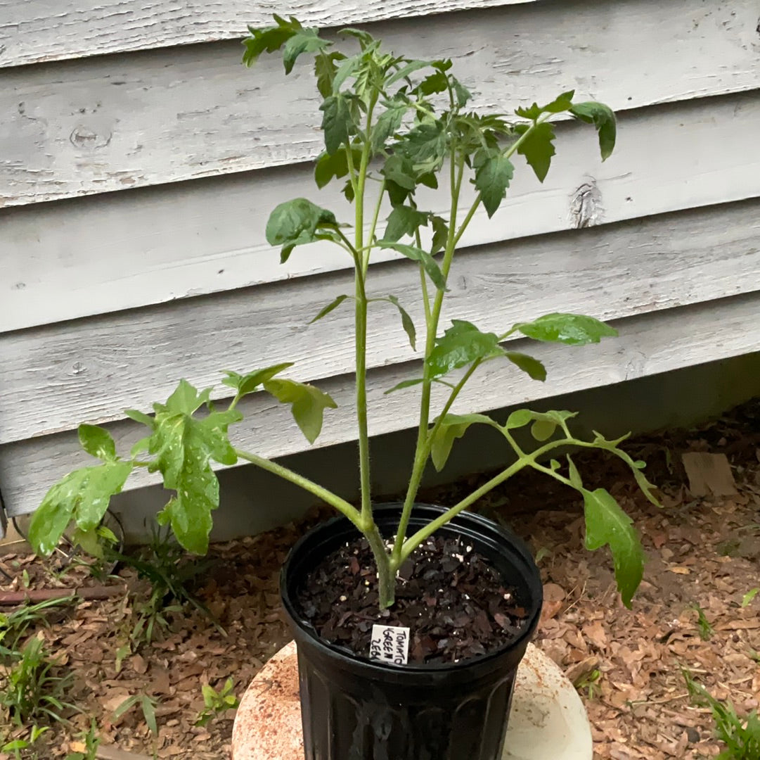 Tomato