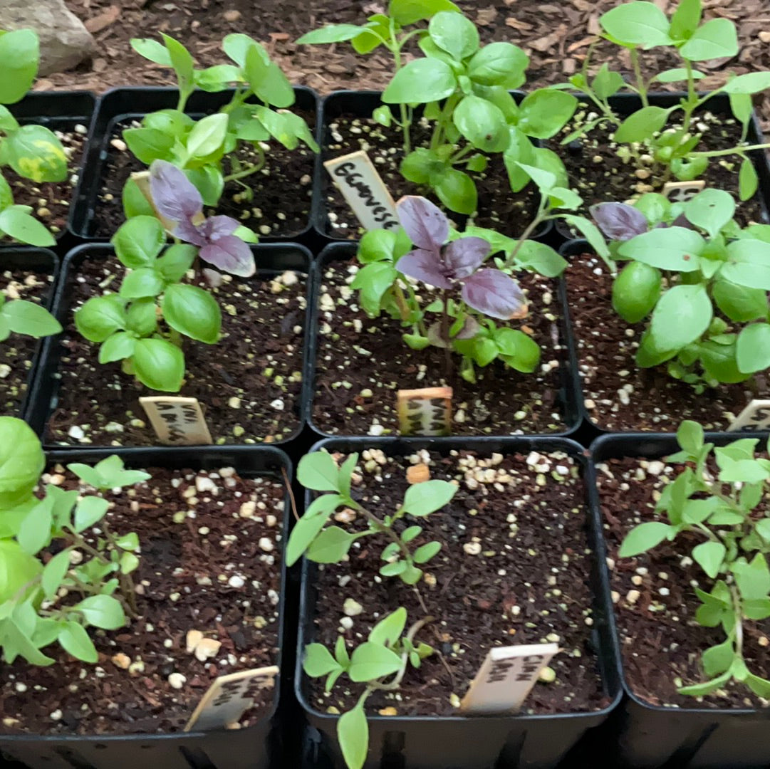 Basil, 1" plug