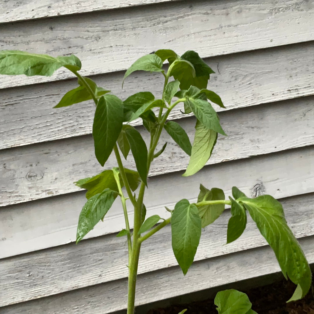 Tomato