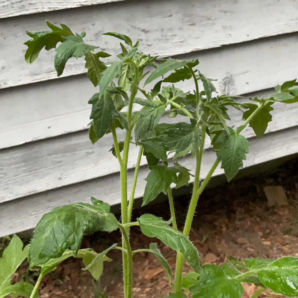 Tomato