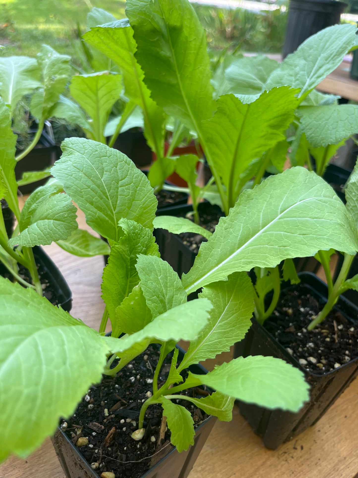 Greens, Mustard and Collard