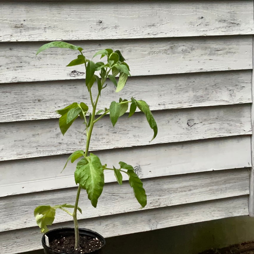 Tomato