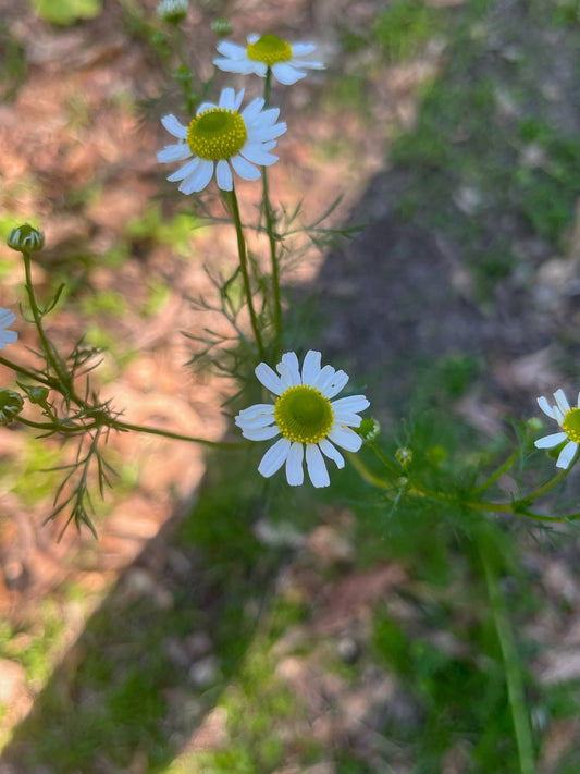 Chamomile