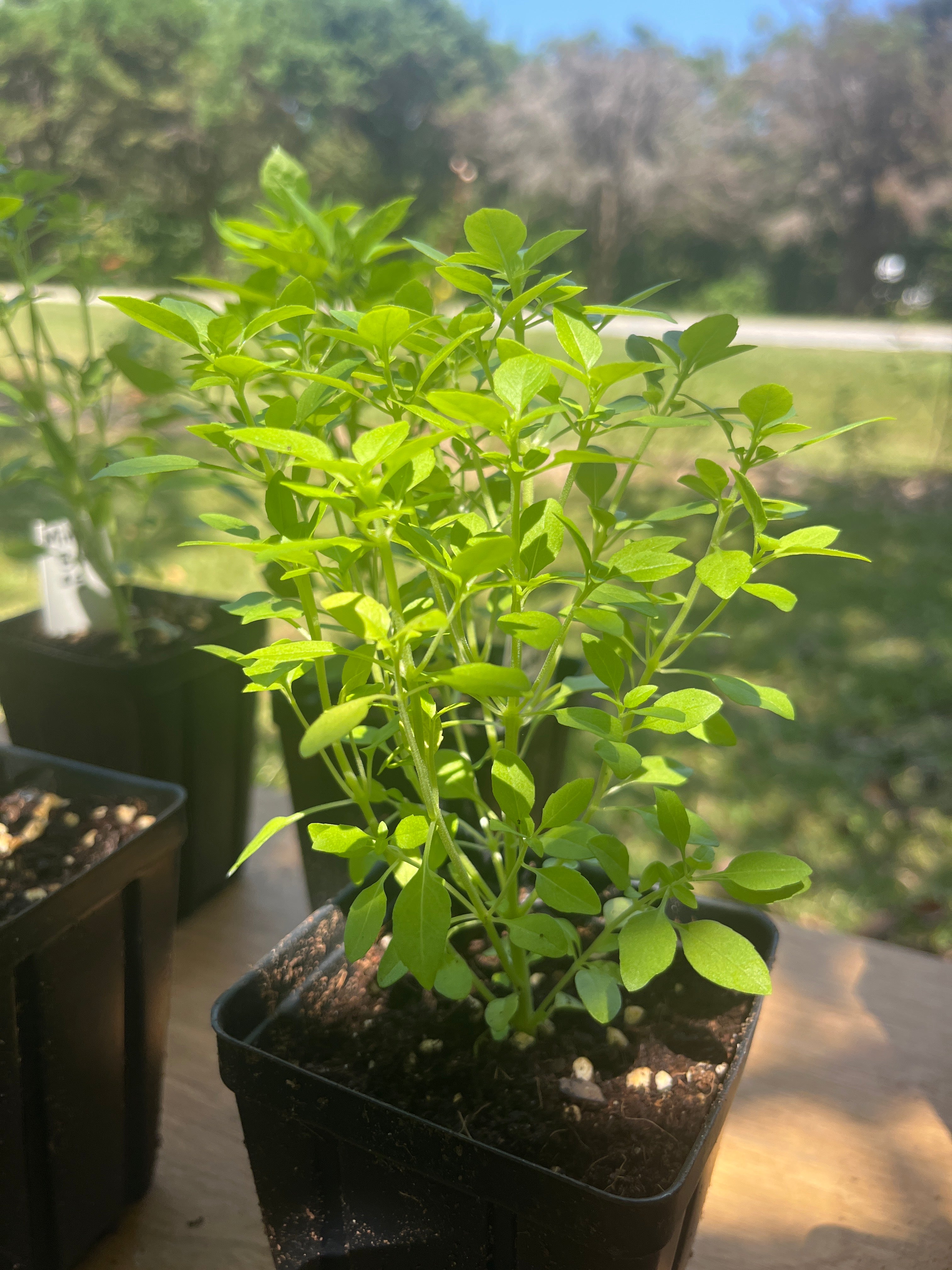 Basil, 1" plug