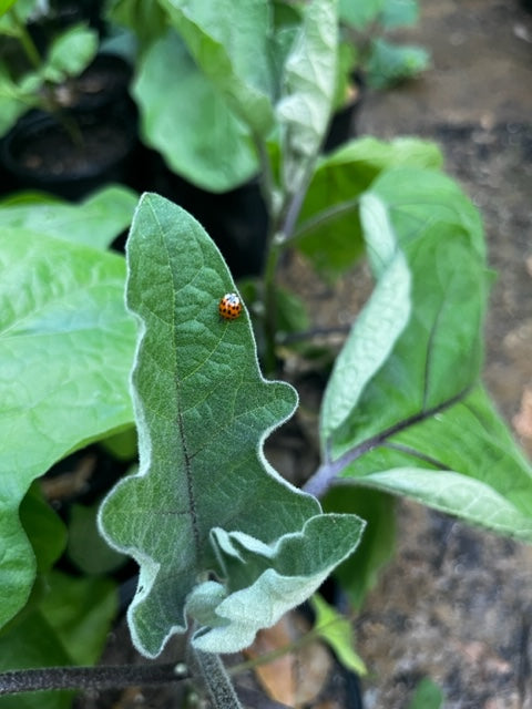 Eggplant, 4 in pot