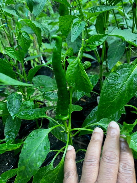 Pepper, 4 in pot