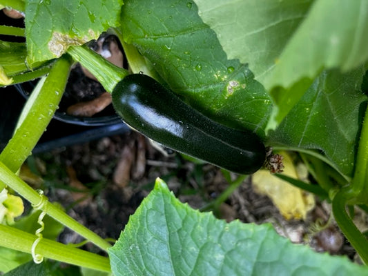 Summer Squash