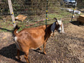 Goat Mowers