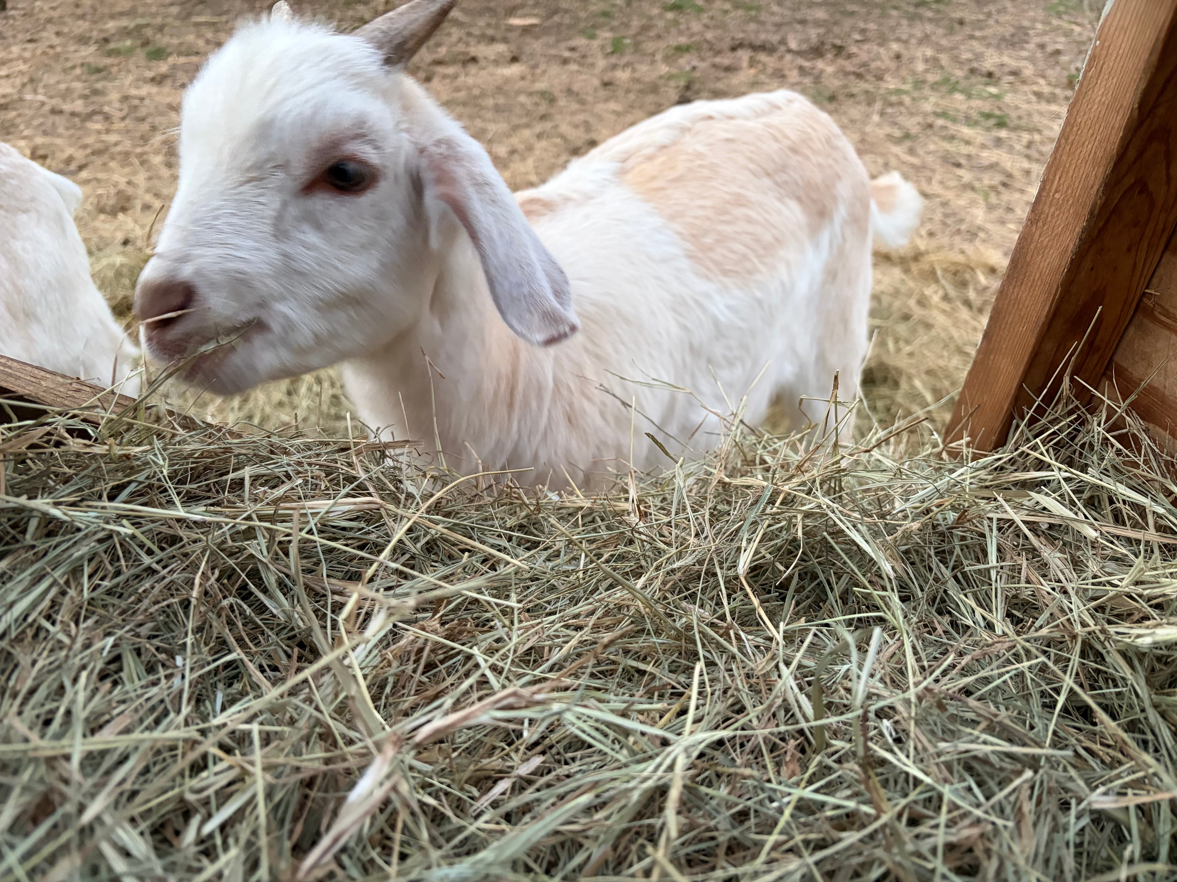 Storytime with the Goats