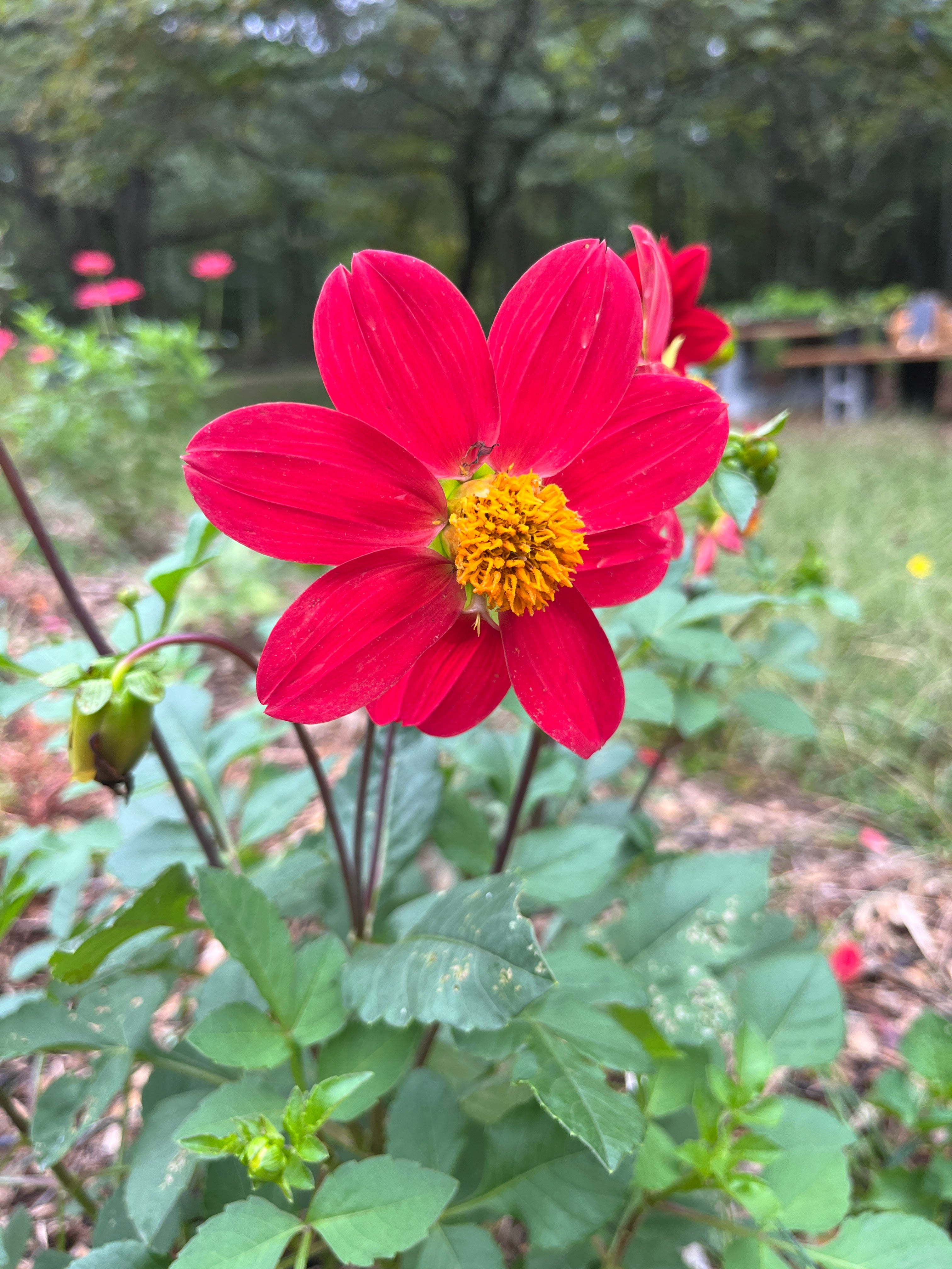 Dahlia