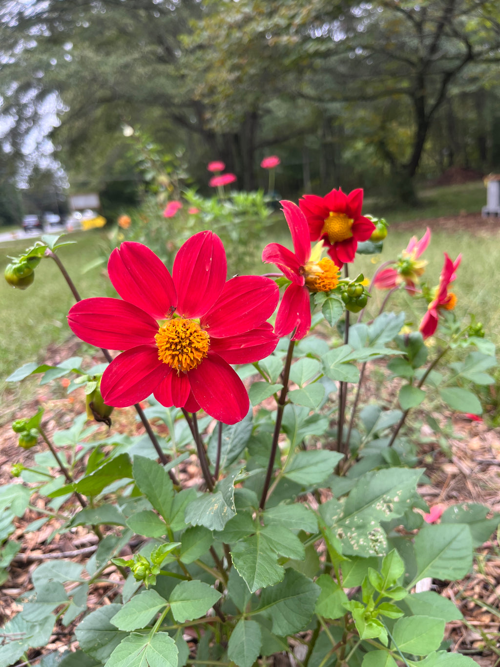 Dahlia