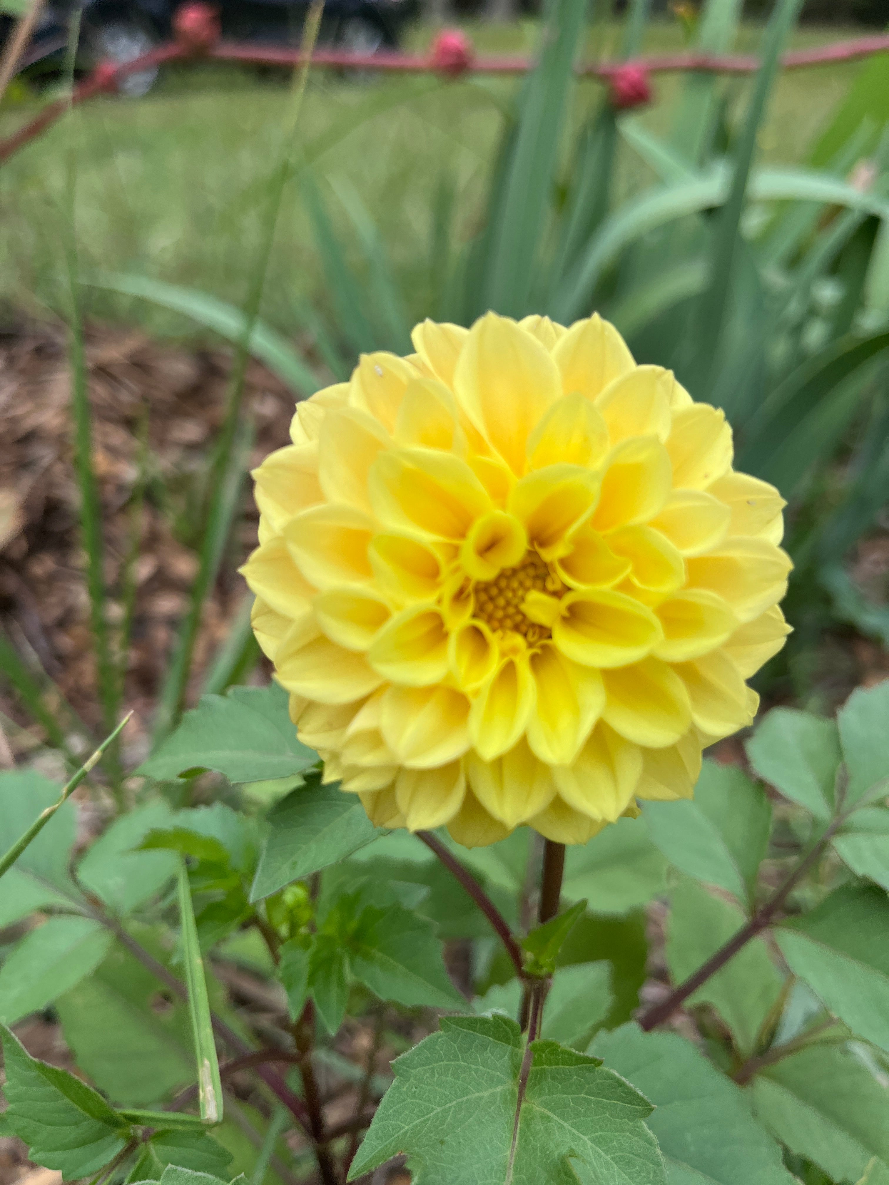 Dahlia
