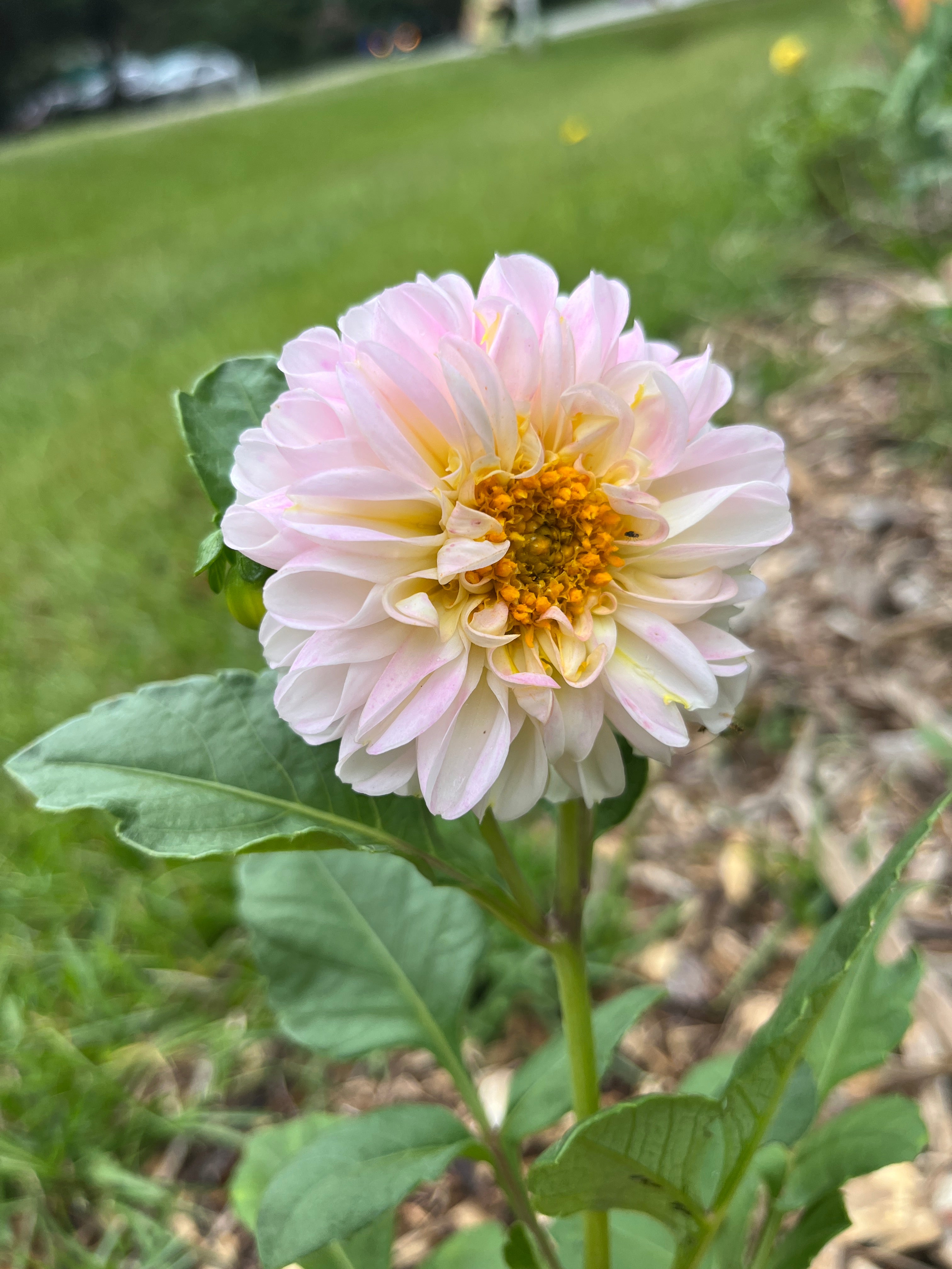 Dahlia