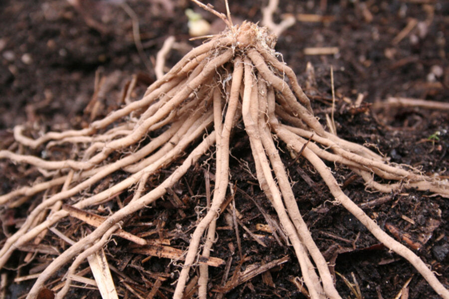 Asparagus, 2+ year roots