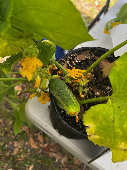 Cucumber, 4 in pot