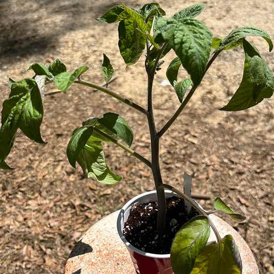 Tomato, 1 gal pot