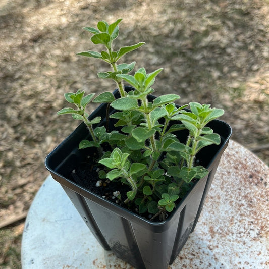 Oregano, 4 in pot