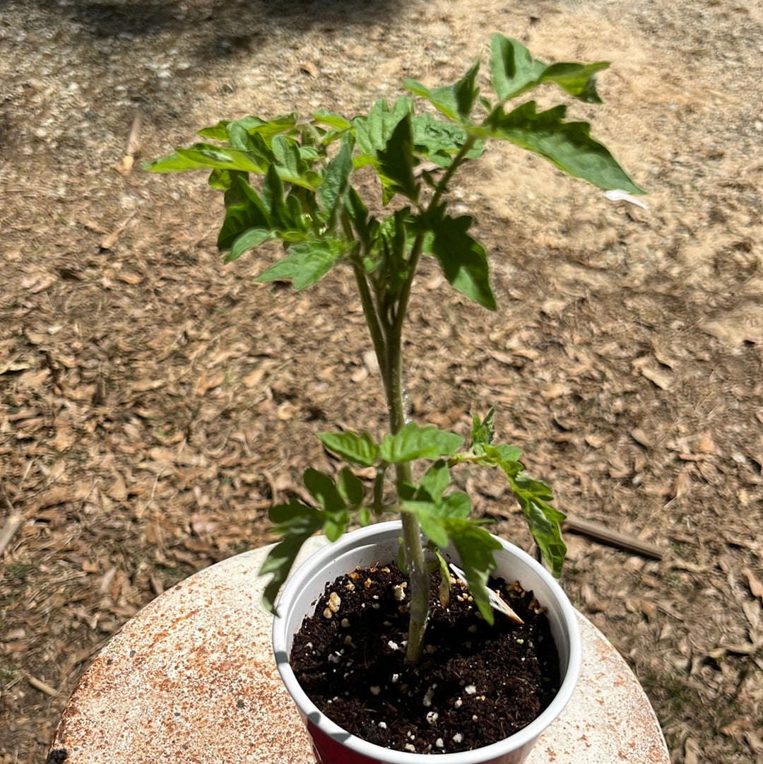 Tomato