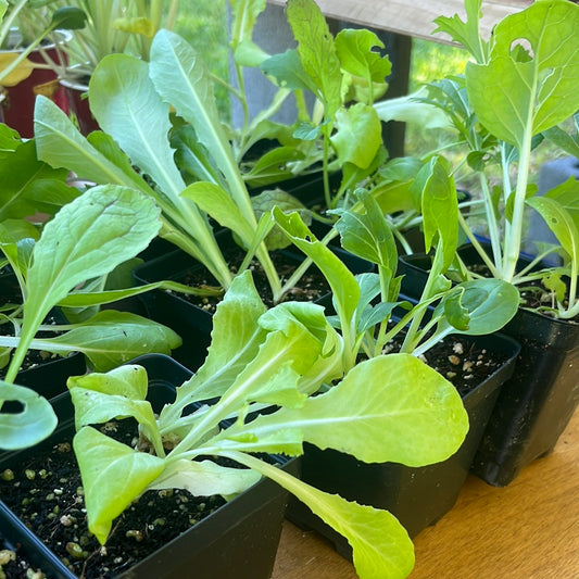 Lettuce, 4 in pot