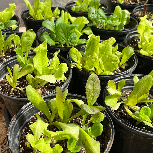 Mixed Lettuce, 1 gal pot