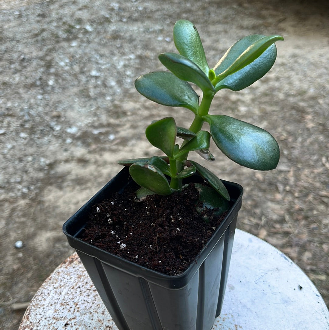 Jade Plant