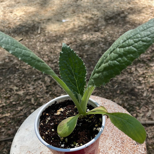 Imperial Star Artichoke, 4 in pot