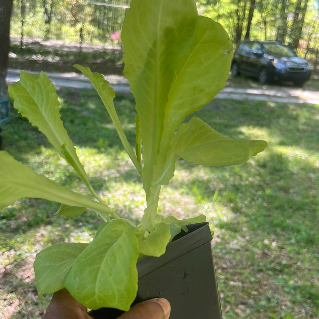 Lettuce, 4 in pot