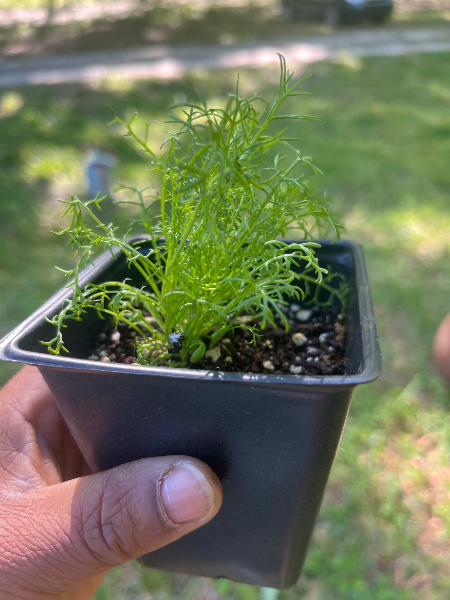 Chamomile