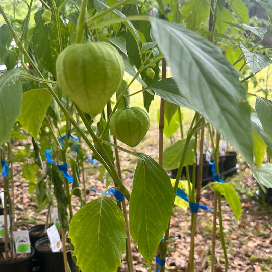 Tomatillo Verde, 4 in pot