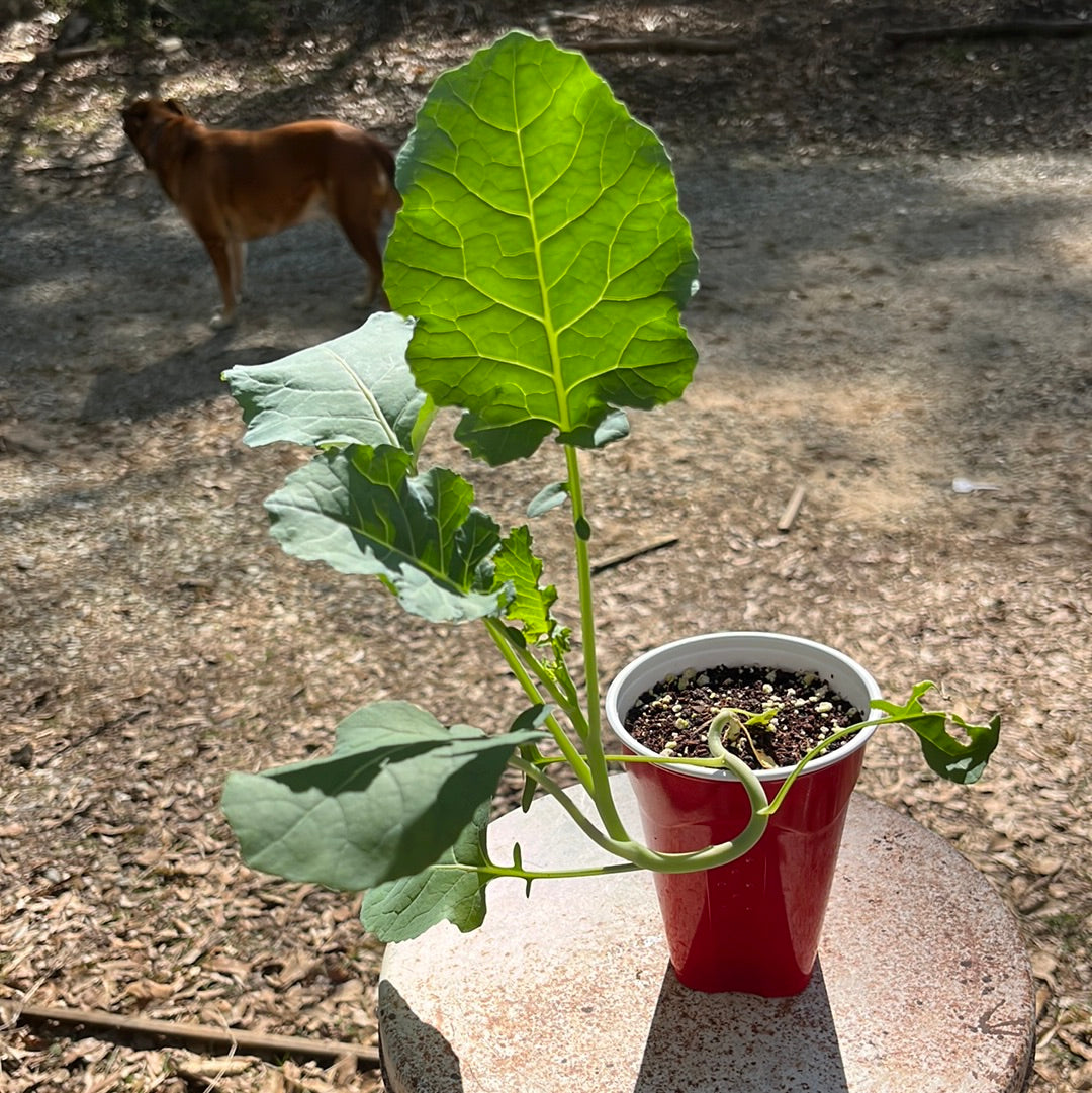 Broccoli, 4 in pot