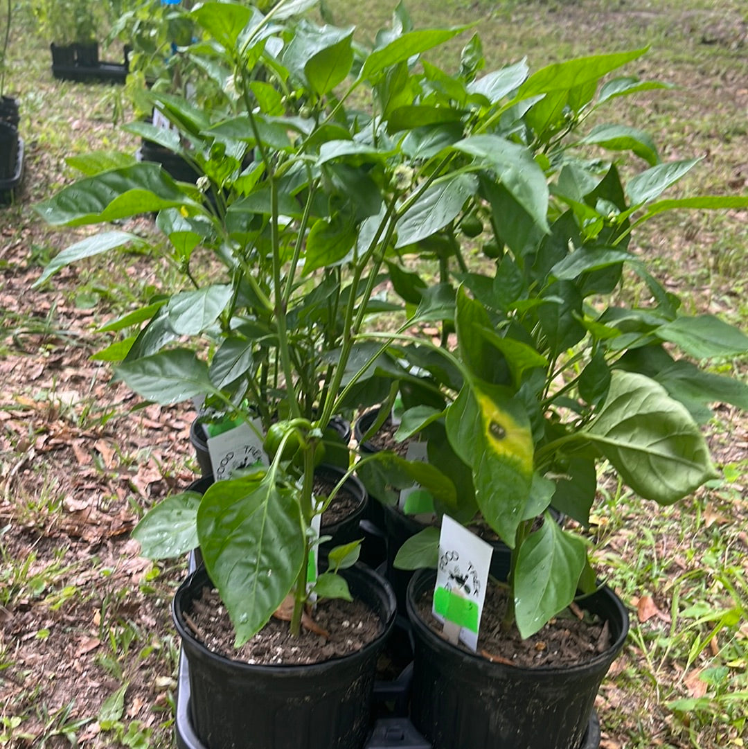 Pepper, 4 in pot