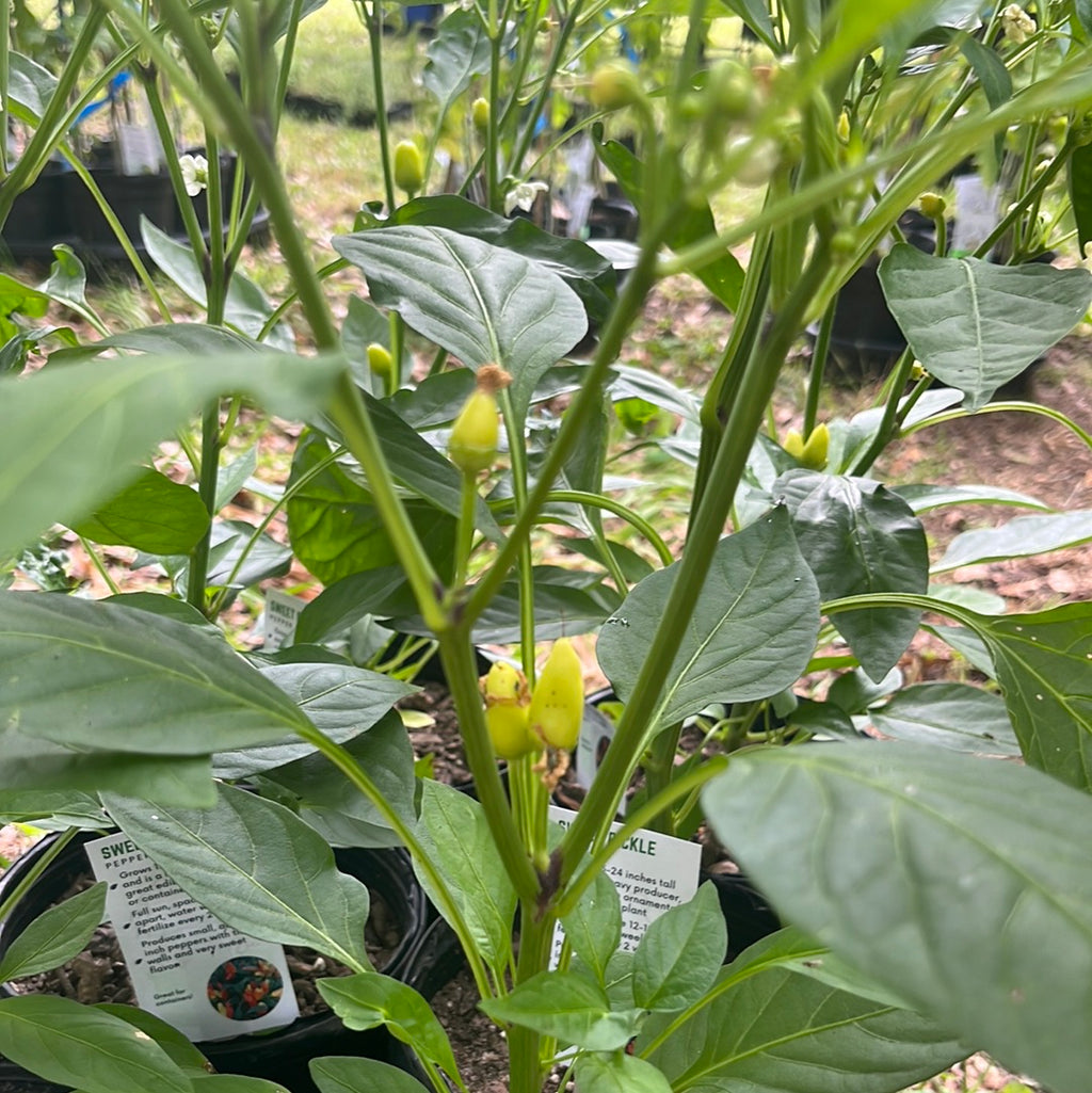 Pepper, 4 in pot