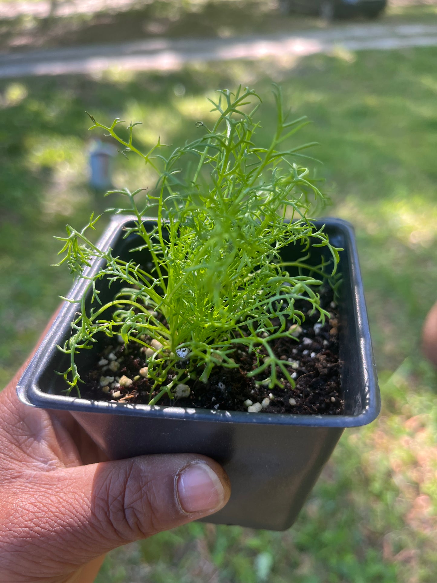 Chamomile