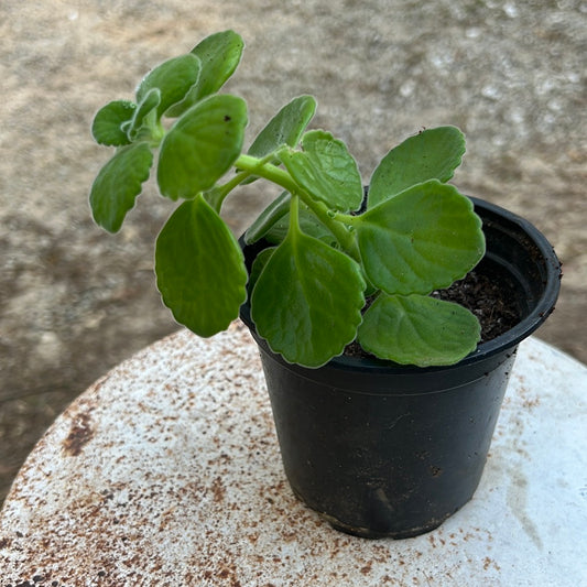 Vick’s Plant