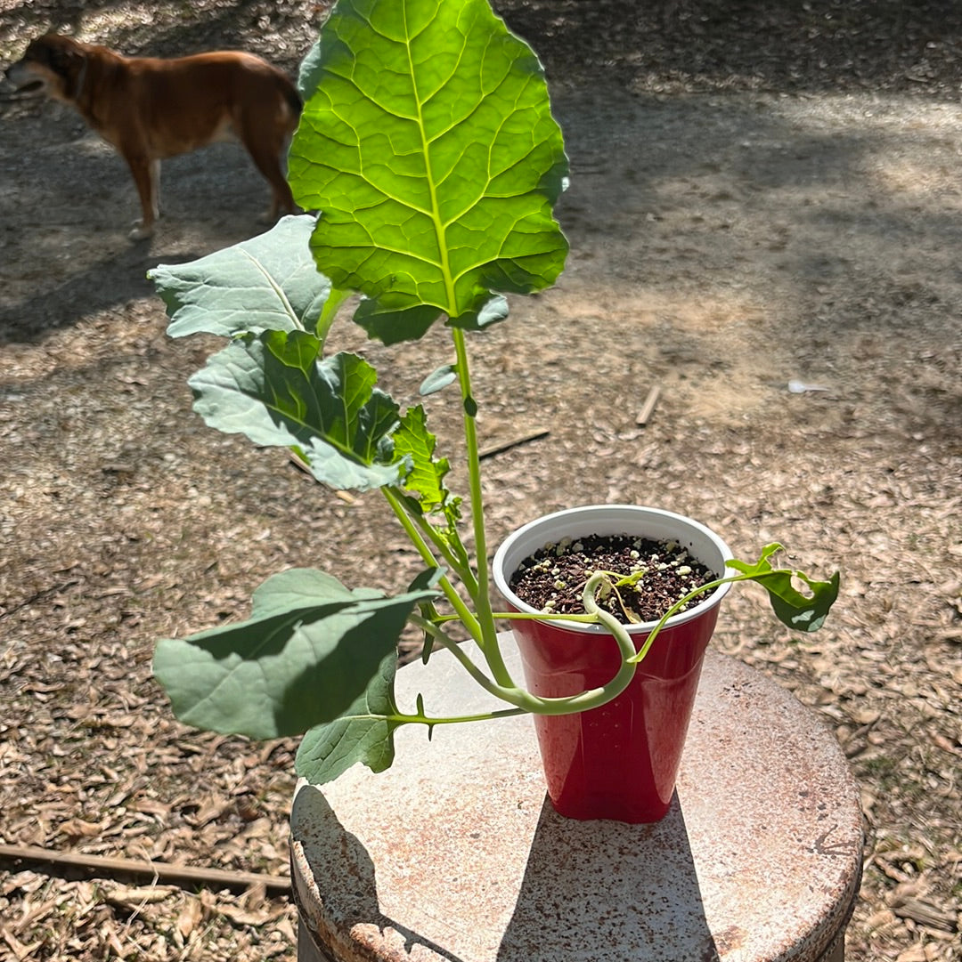 Broccoli, 4 in pot