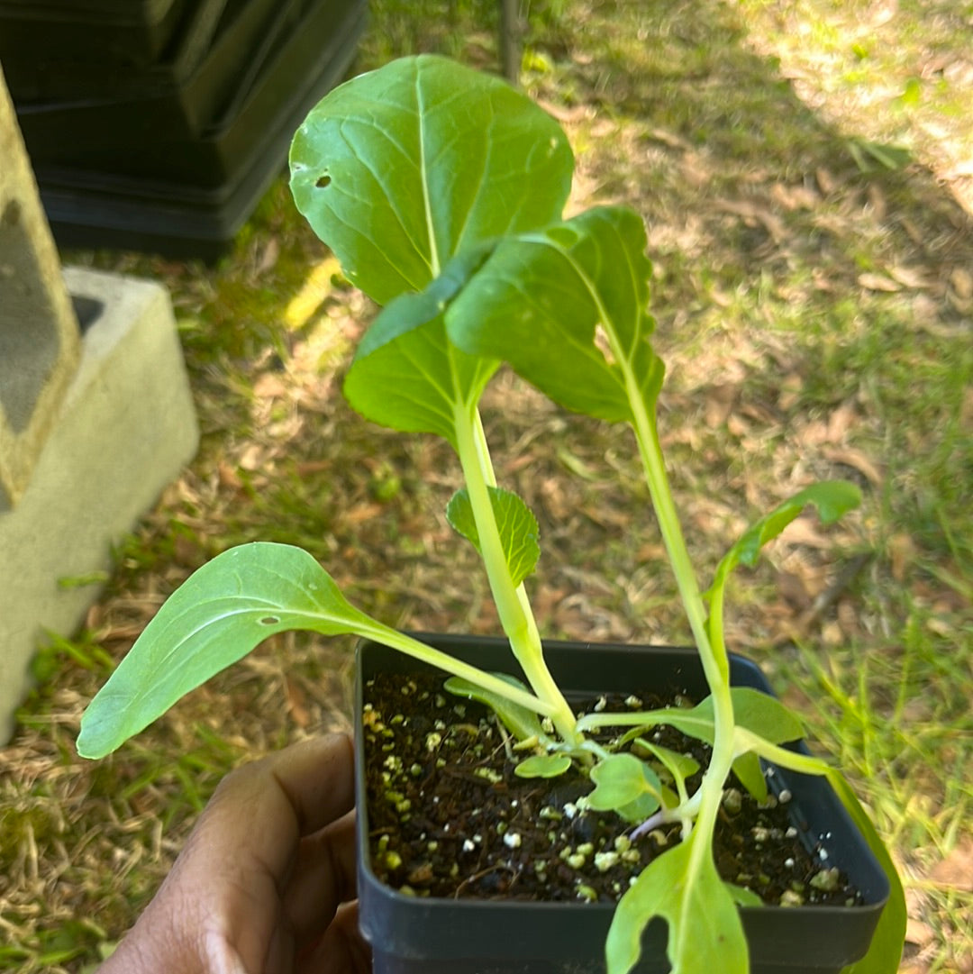 Lettuce, 4 in pot