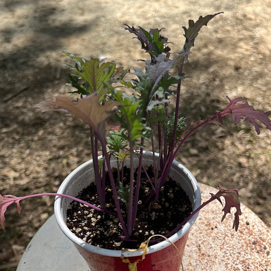 Mixed Kale, 4 in pot