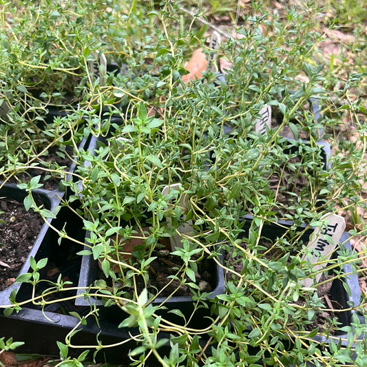 Thyme, 4 in pot
