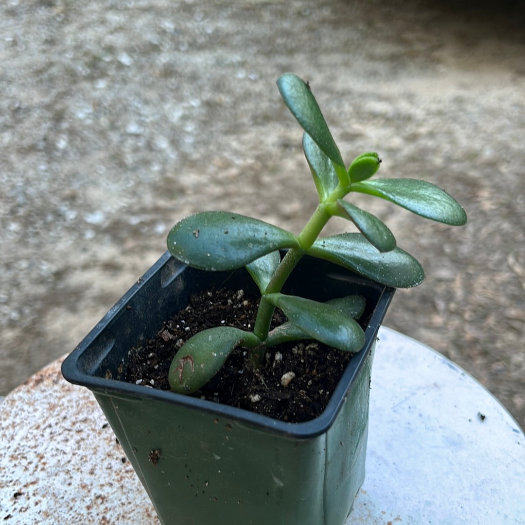 Jade Plant